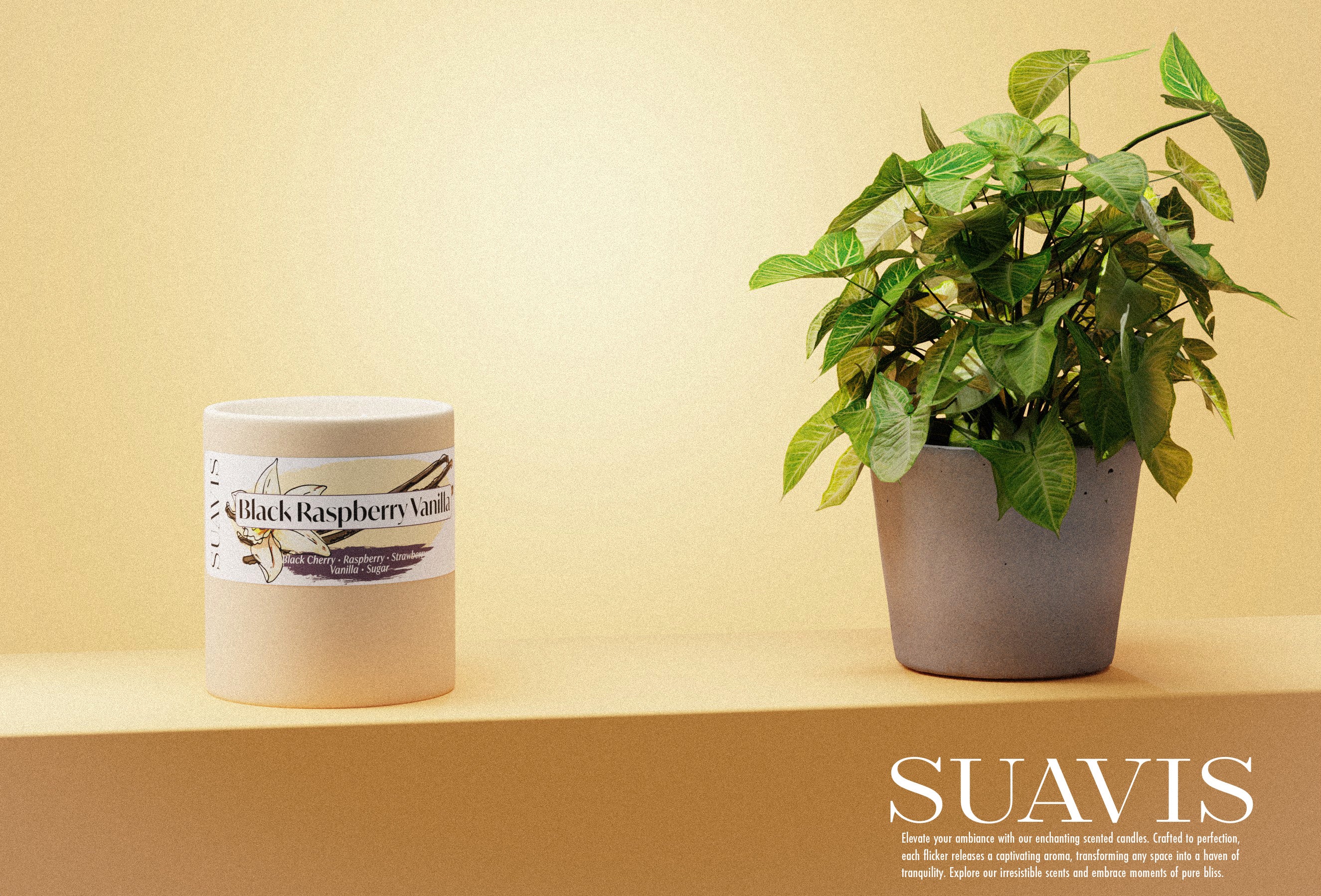 12oz Ceramic Cream Black Raspberry Vanilla scented candle next to a plant pot. Bottom right corner displaying text: Suavis. Elevate your ambiance with our enchanting scented candles. Crafed to perfection, each flicker releases a captivating aroma, transforming any space into a haven of tranquility. Explore our irresistible scents and embrace moments of pure bliss.